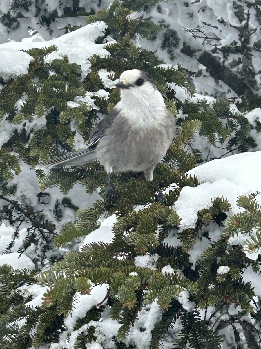 Canada Jay - ML615225057