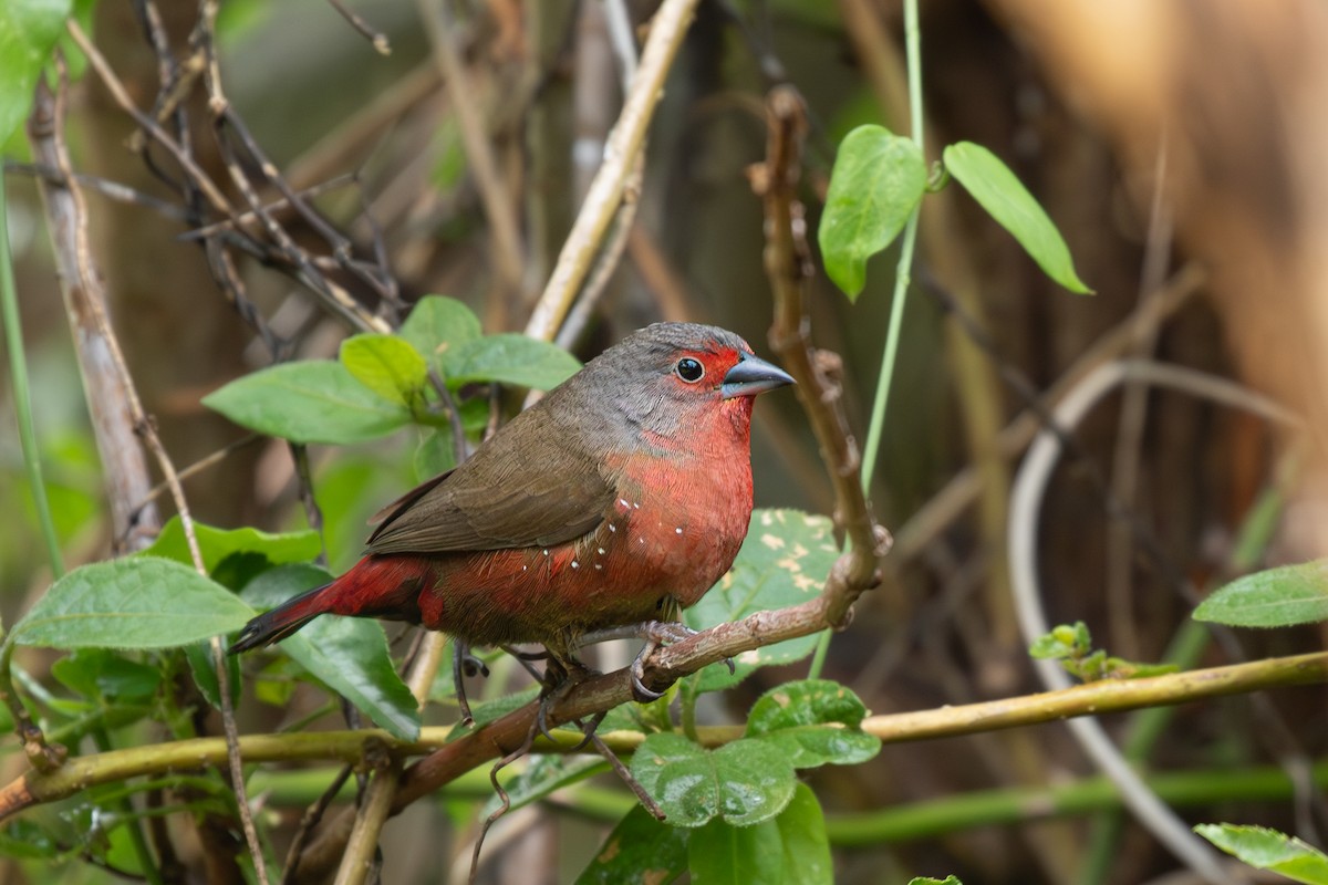 African Firefinch - ML615225161