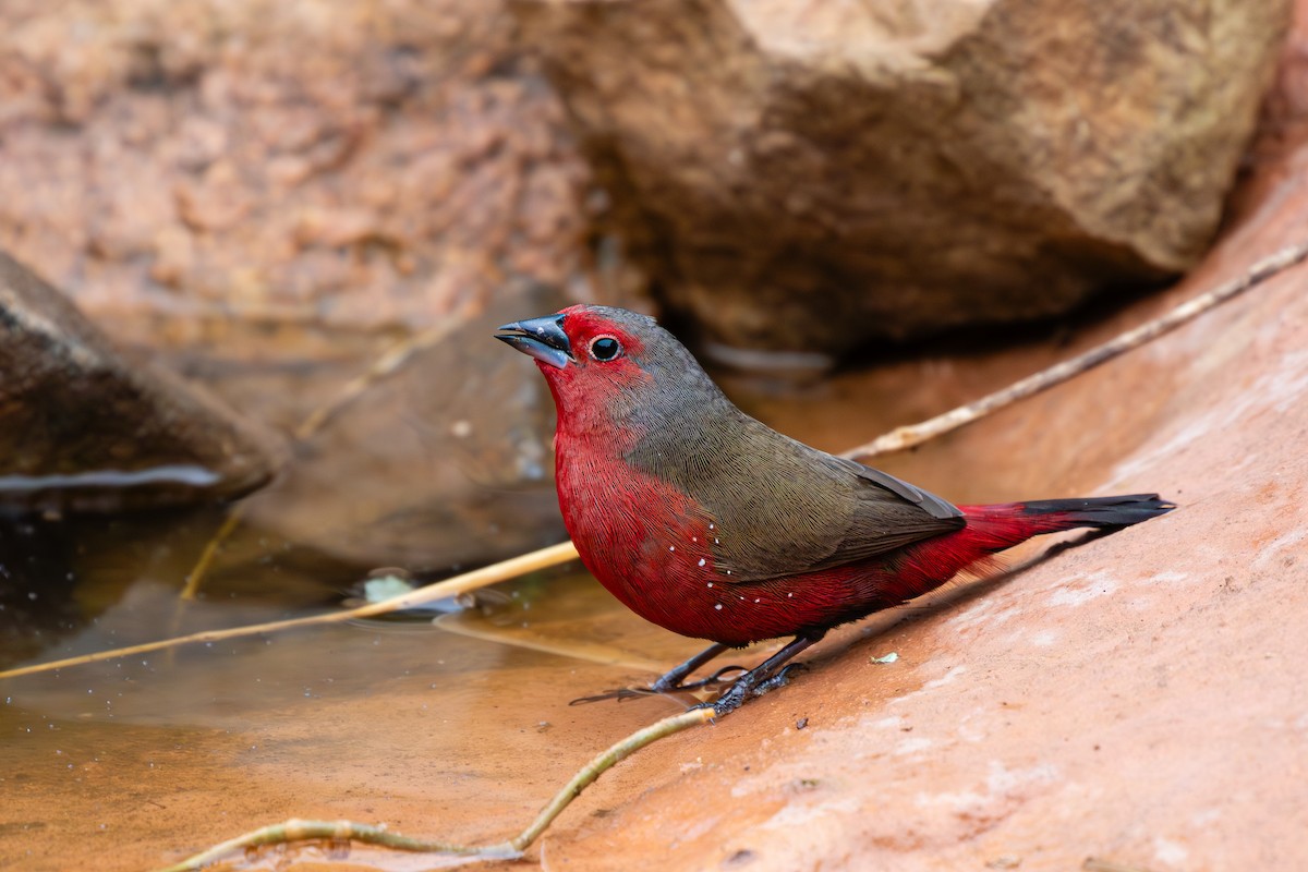 African Firefinch - ML615225162