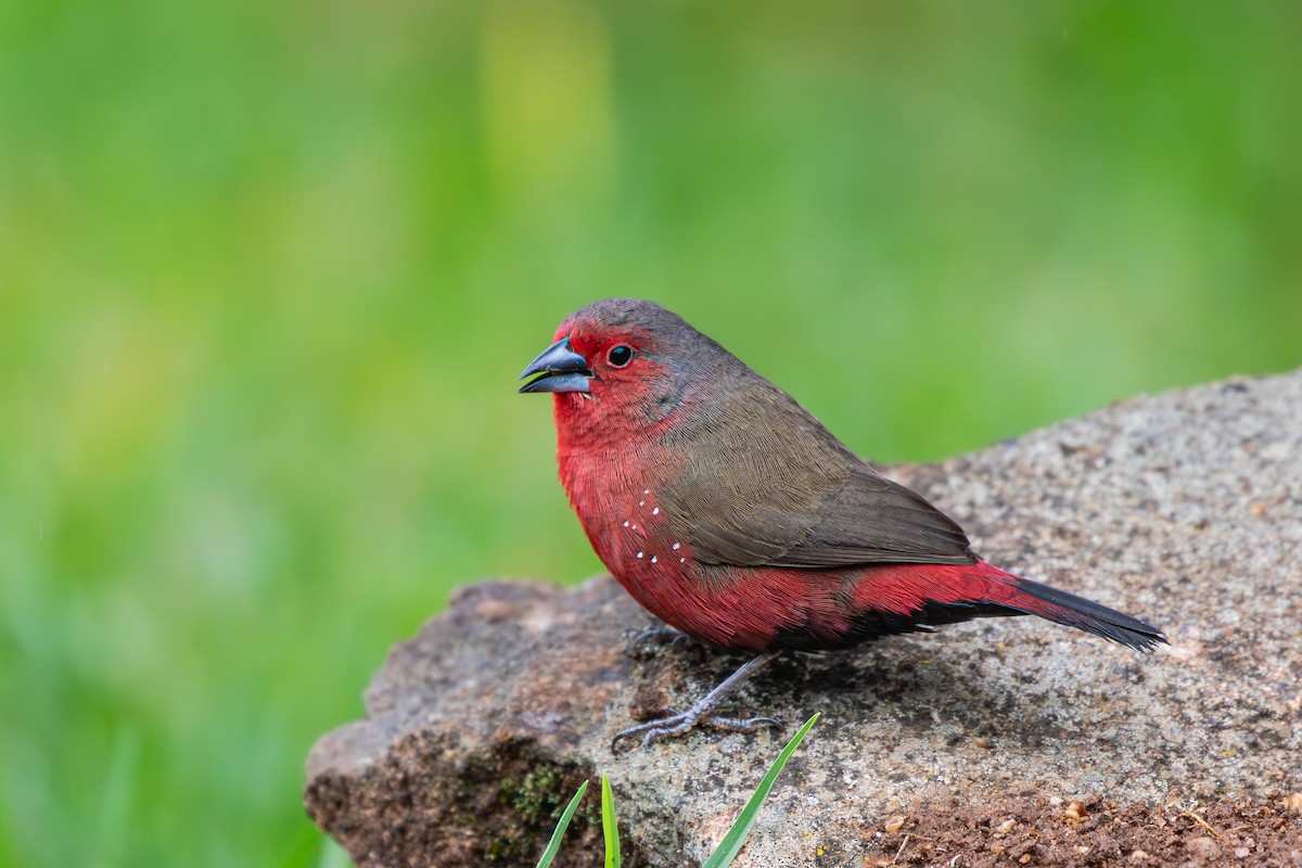 African Firefinch - ML615225163