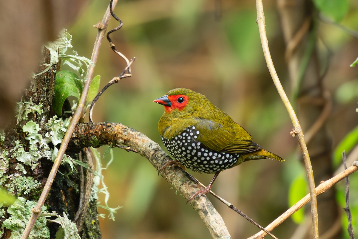 Green-backed Twinspot - ML615225169