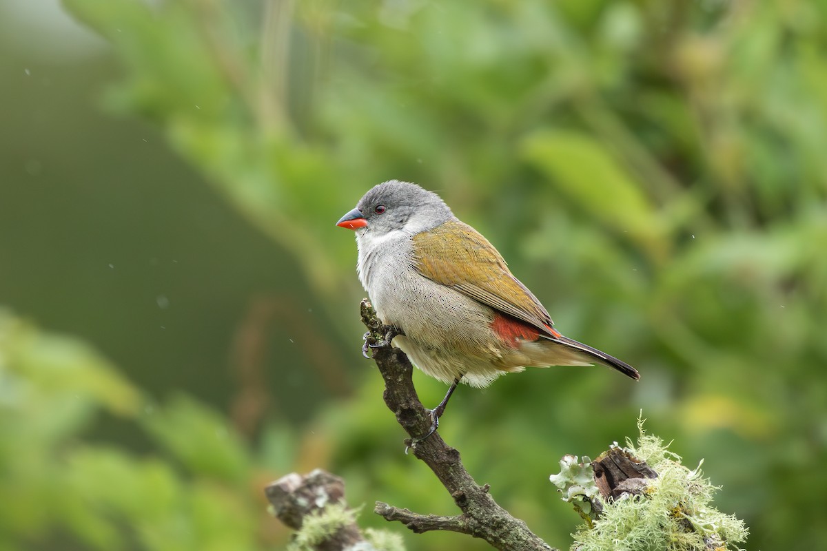 Swee Waxbill - Michael Henry