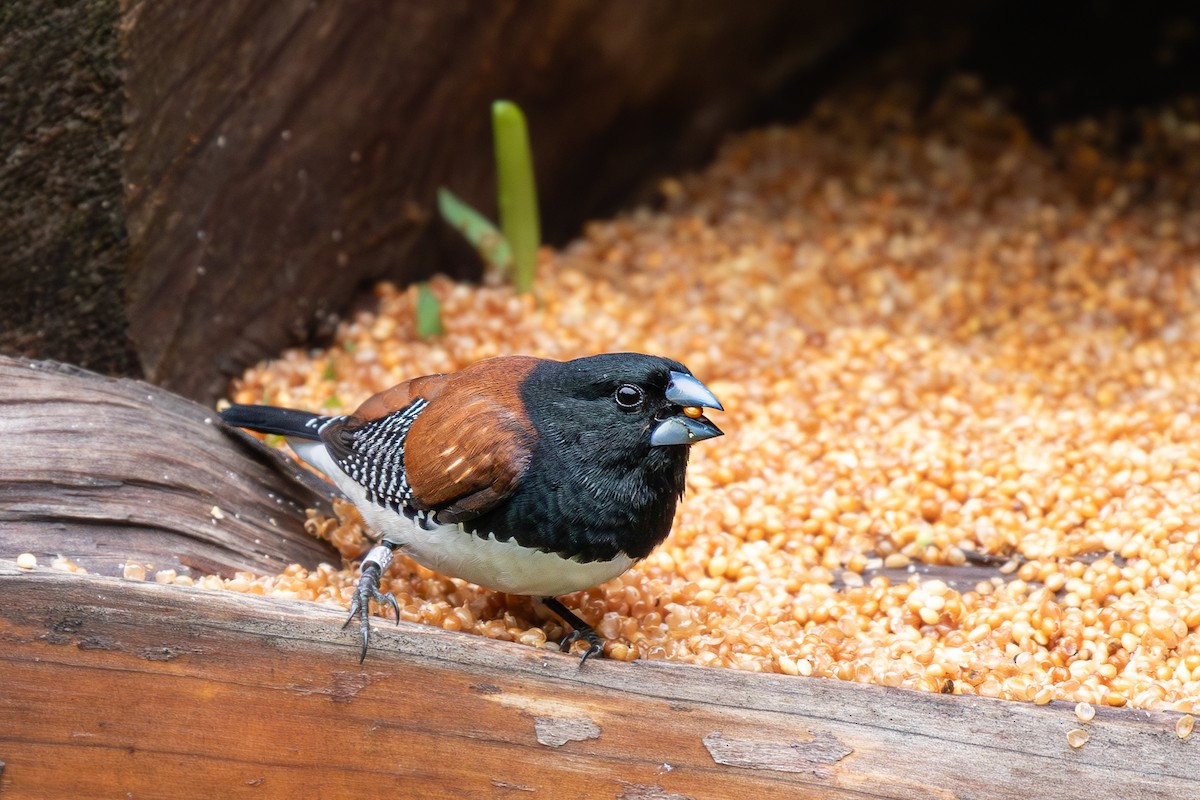 Capuchino Bicolor - ML615225176