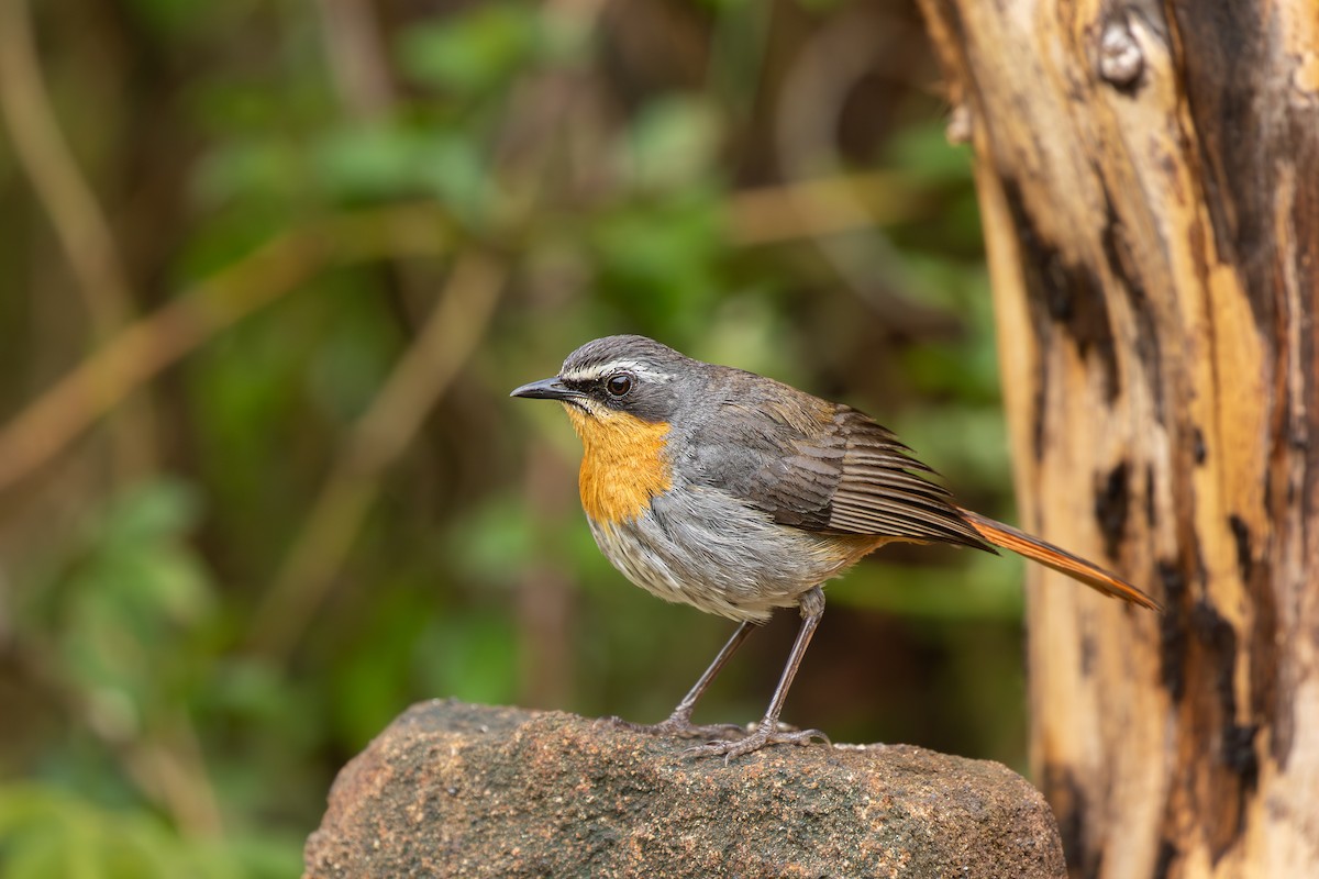 Cape Robin-Chat - ML615225184