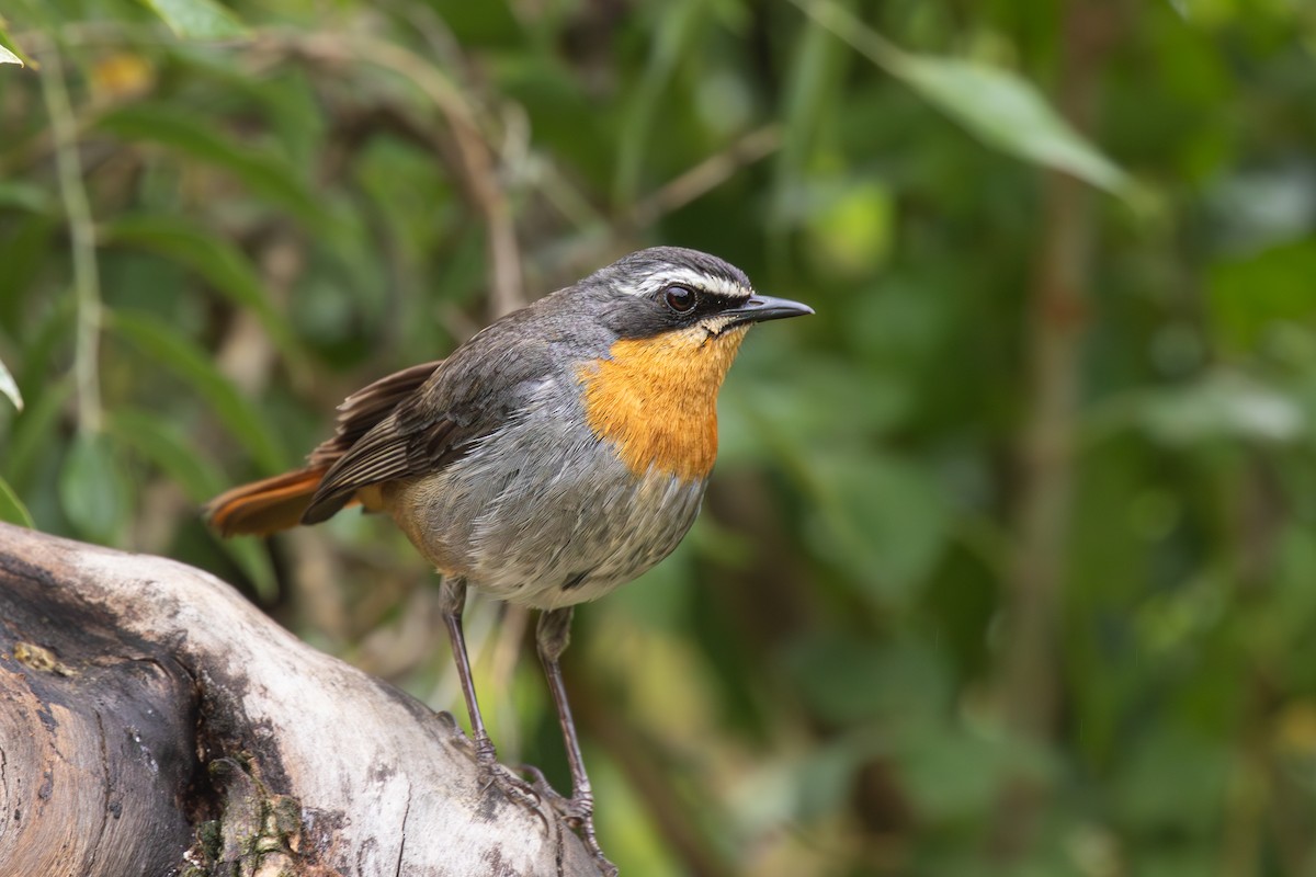 Cape Robin-Chat - ML615225185