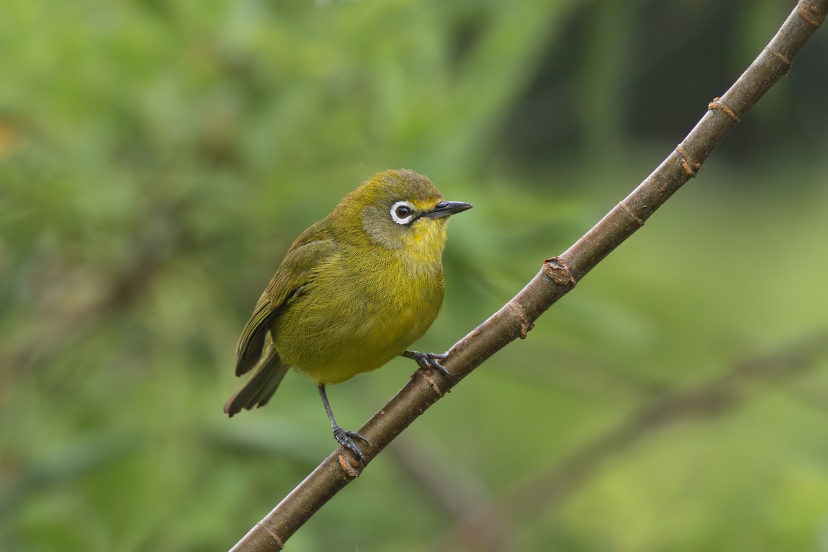 Cape White-eye - ML615225186