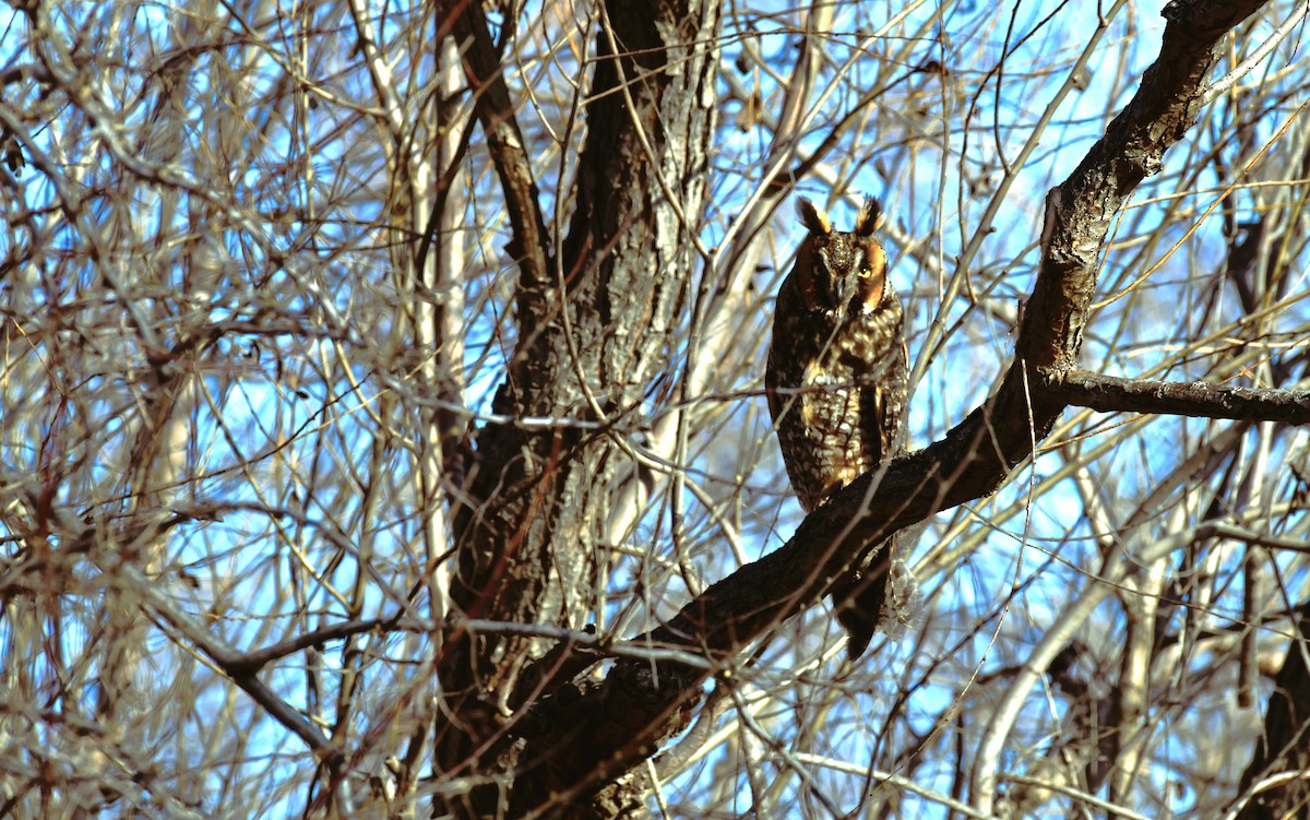 Long-eared Owl - ML615225191