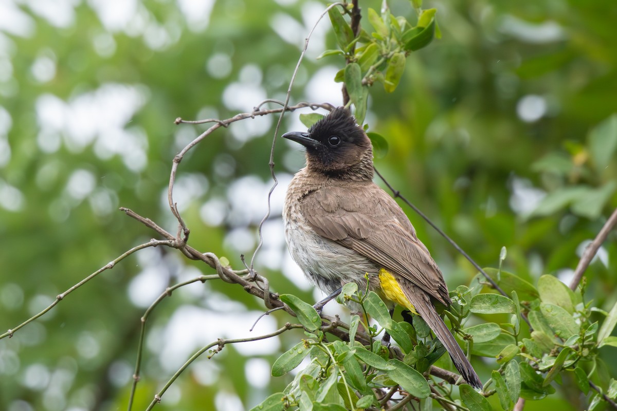 Common Bulbul - ML615225193