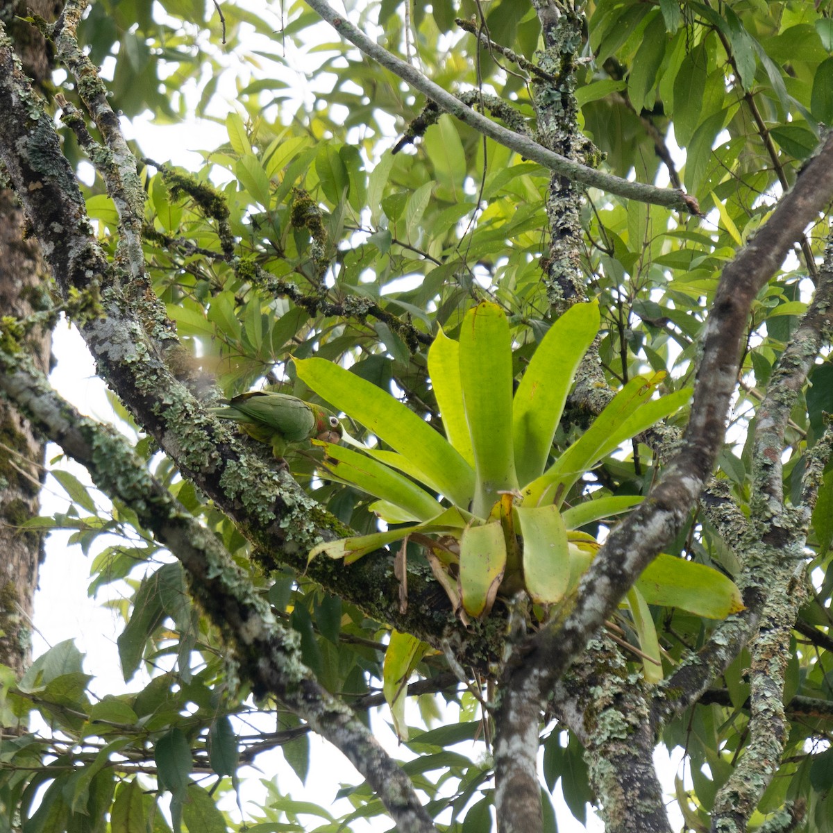 White-eyed Parakeet - ML615225209