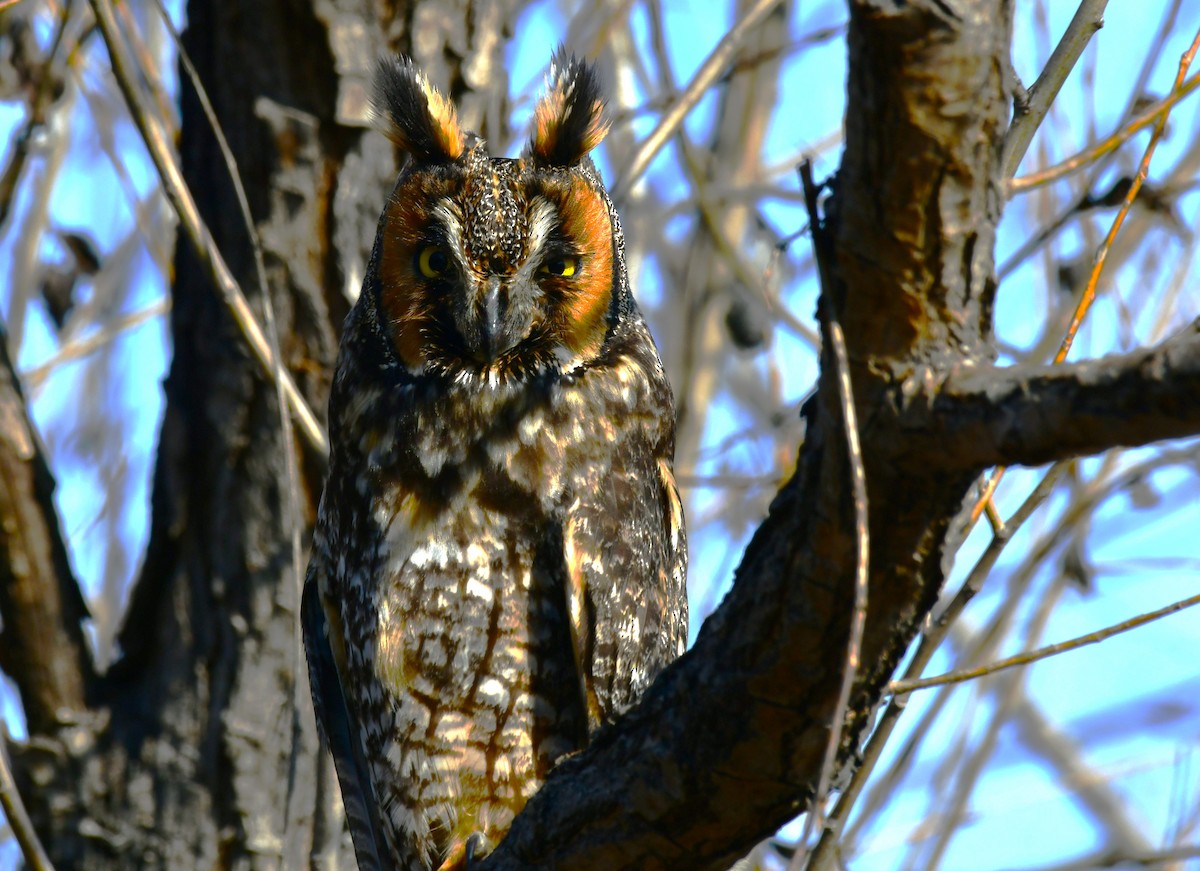 Long-eared Owl - ML615225210