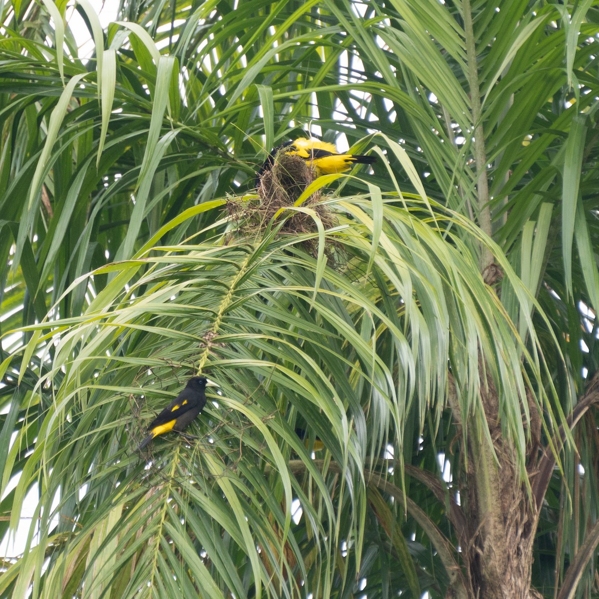 Yellow-rumped Cacique - ML615225219