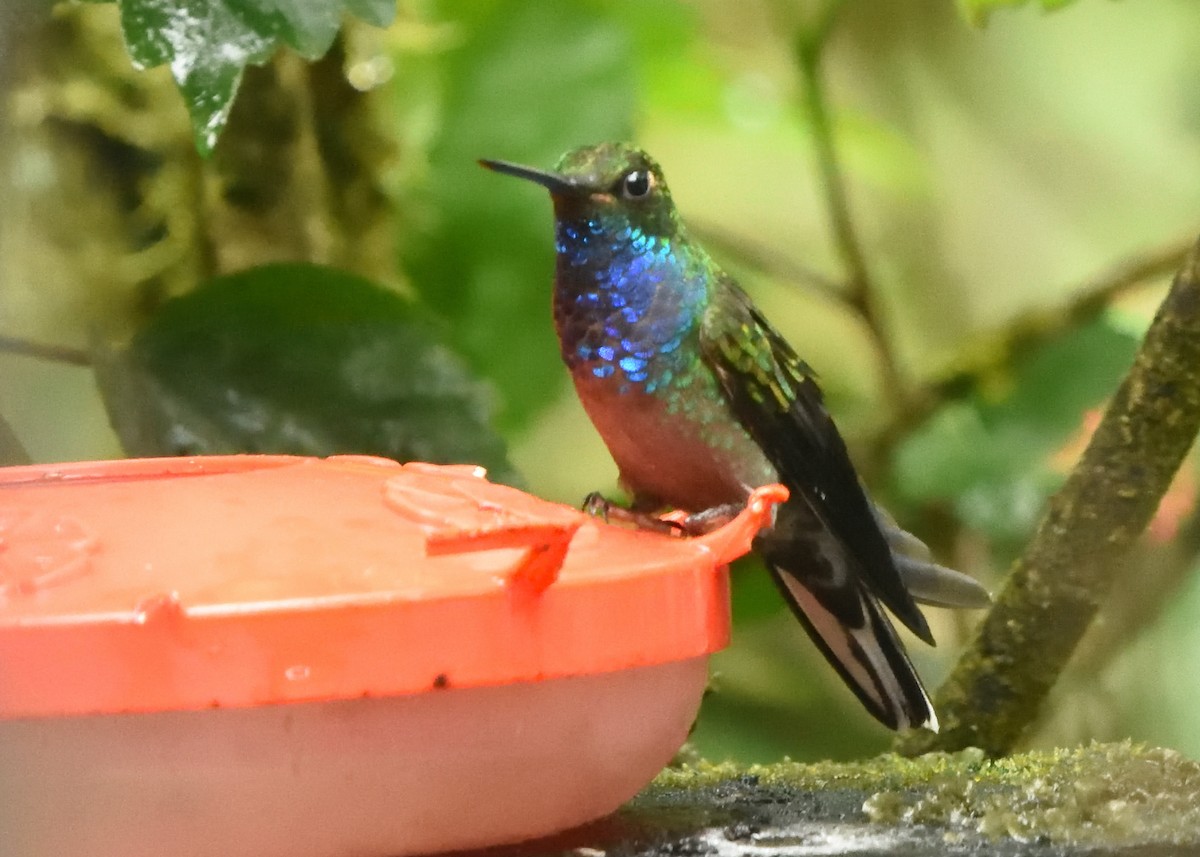 kolibřík zelenohřbetý - ML615225226