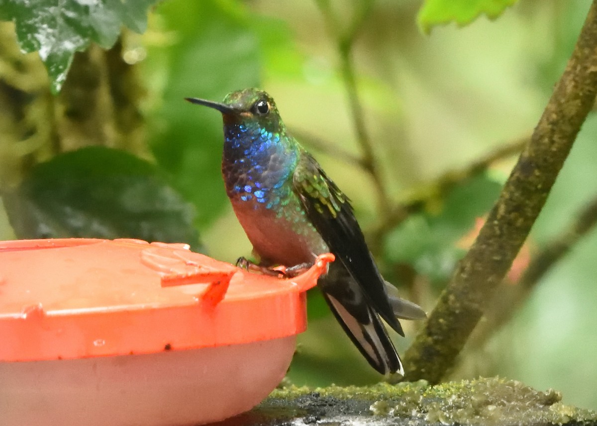 Colibrí de Bouguer Oriental - ML615225227