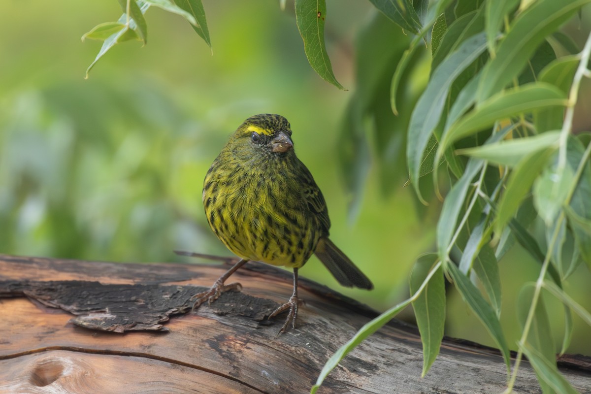 Forest Canary - ML615225230