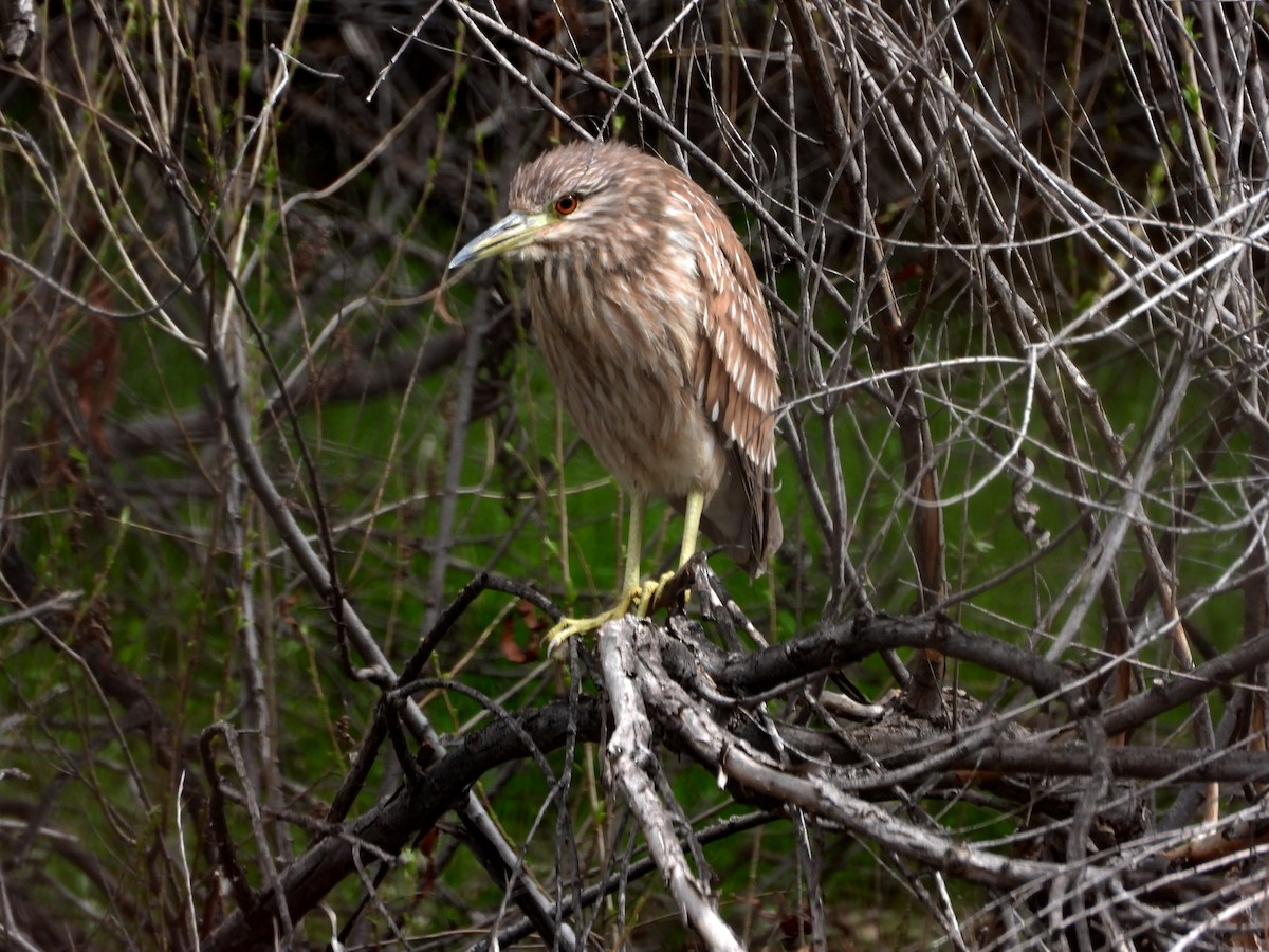 Black-crowned Night Heron - ML615225259