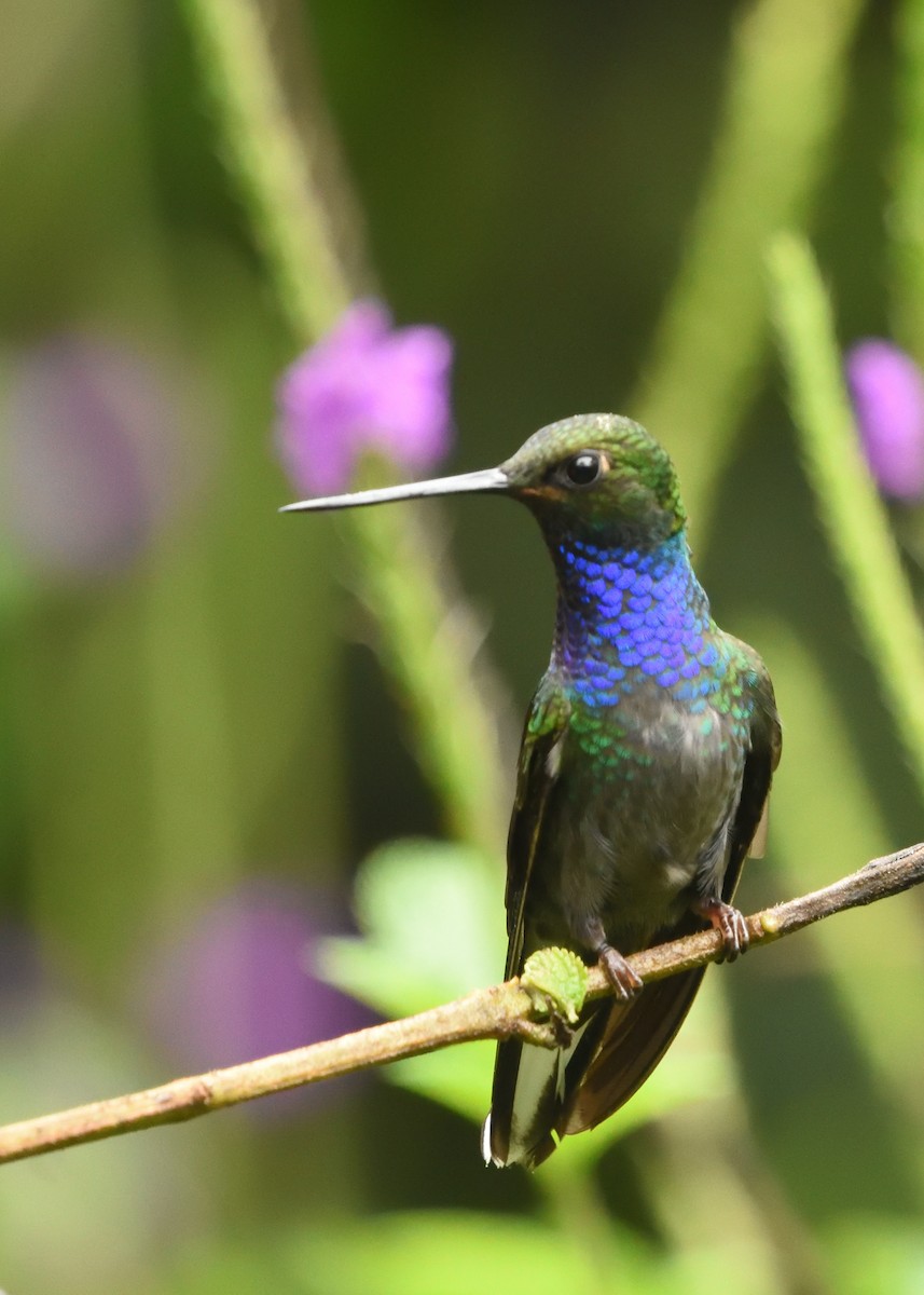 kolibřík zelenohřbetý - ML615225265