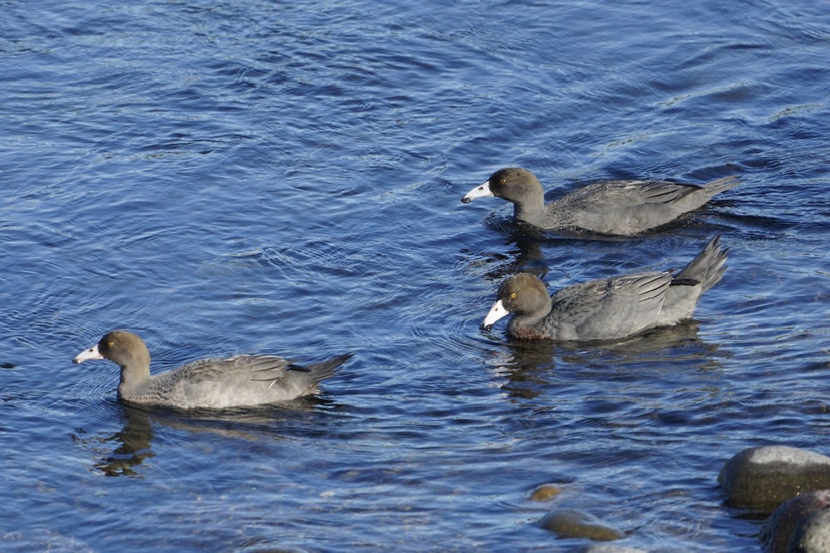 Blue Duck - ML615225304