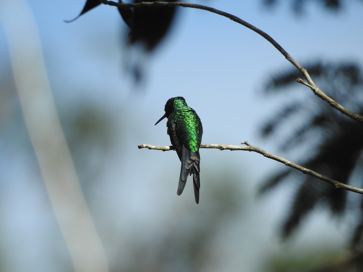 kolibřík cozumelský - ML615225318