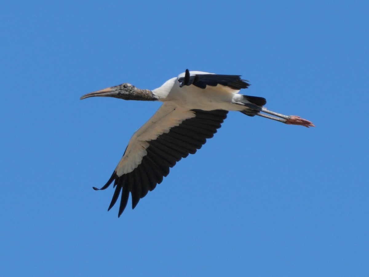 Wood Stork - ML615225381