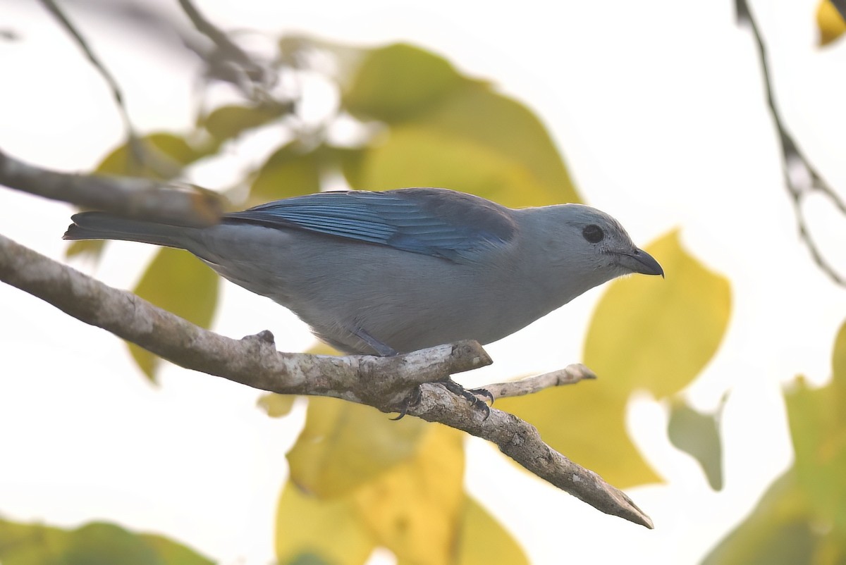 Blue-gray Tanager - ML615225388