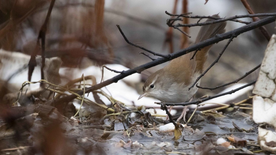 Cetti's Warbler - ML615225444