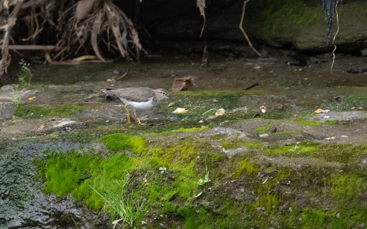 Spotted Sandpiper - PATRICK BEN SOUSSAN