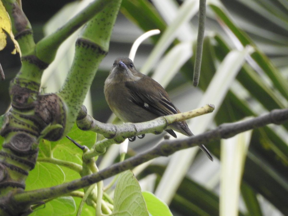 Western Spindalis (Cozumel I.) - Melanie Furr