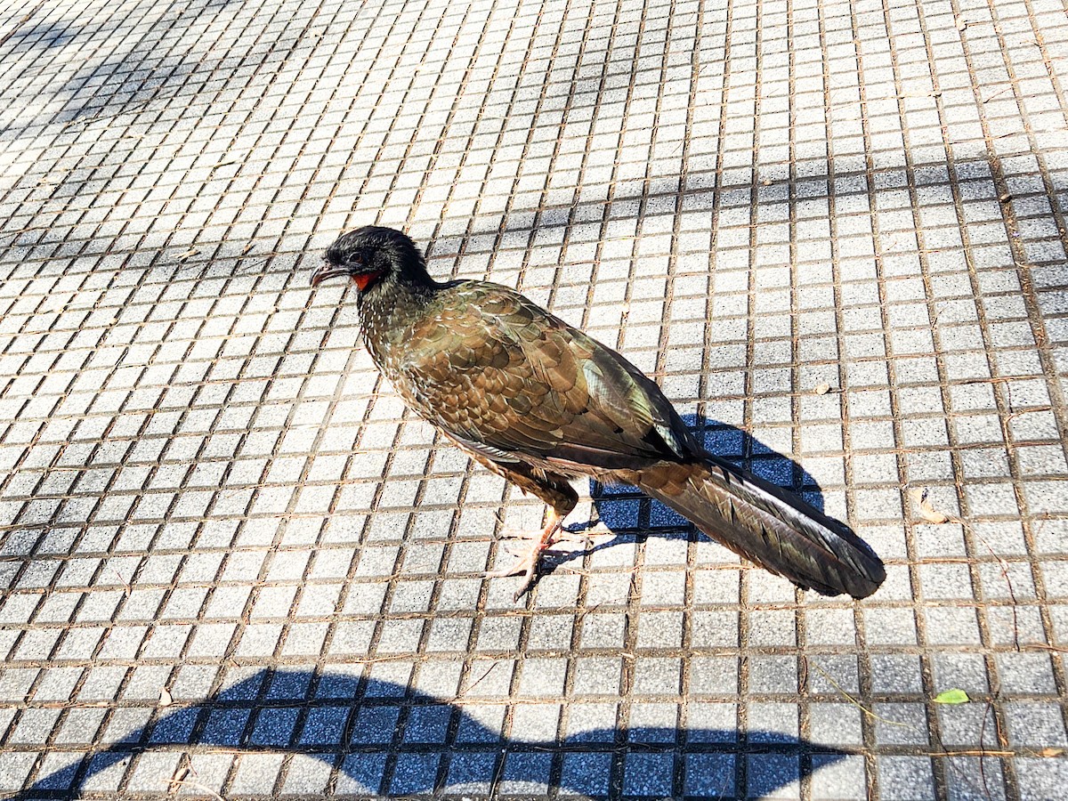 Dusky-legged Guan - Todd Deininger