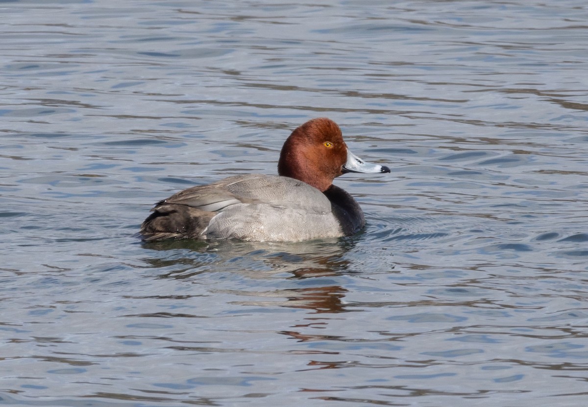 Redhead - ML615225684