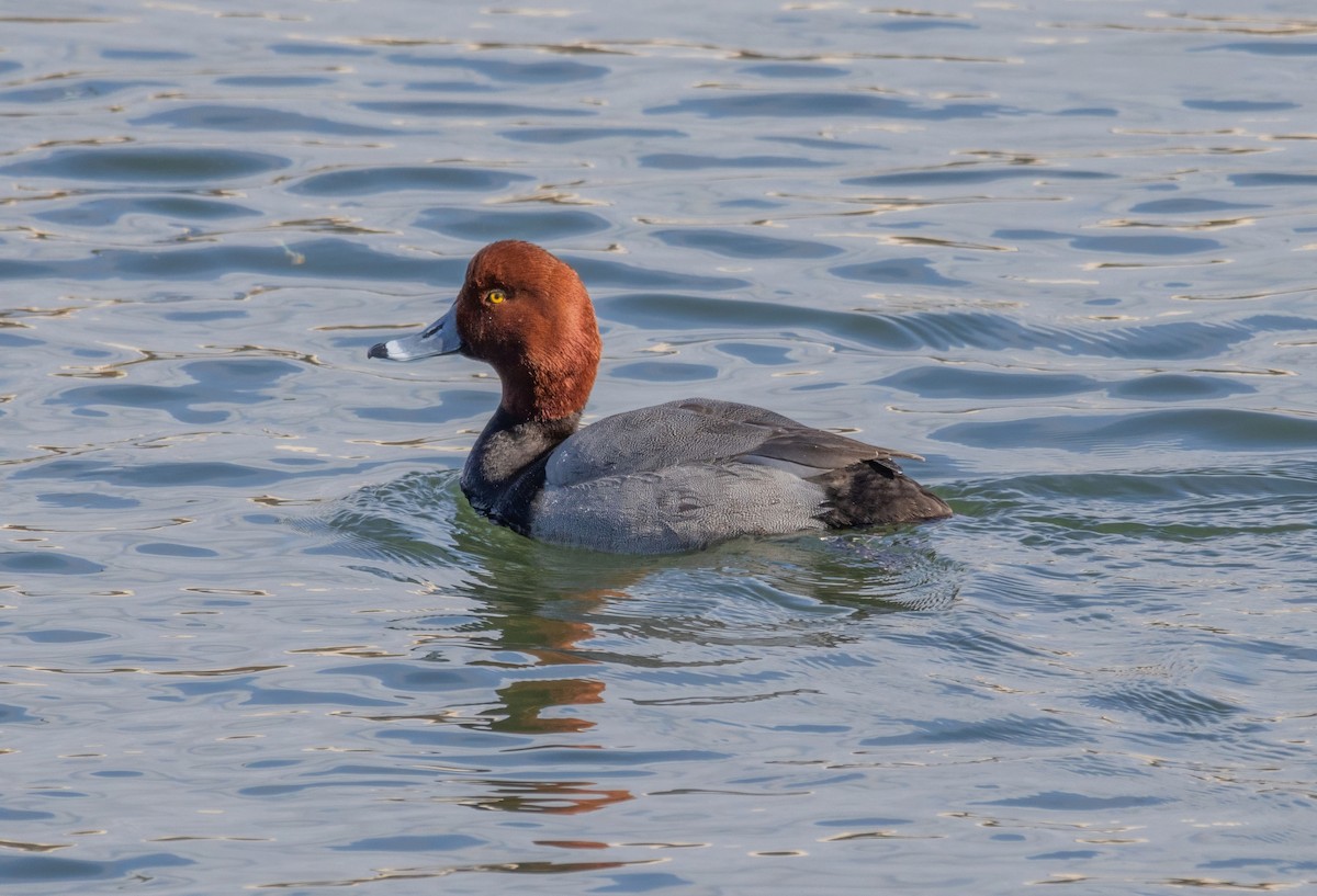 Redhead - ML615225685