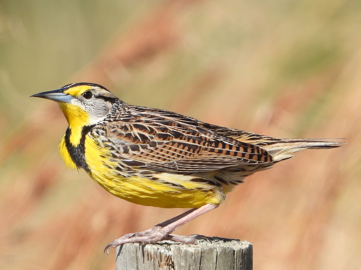 Eastern Meadowlark - ML615225693