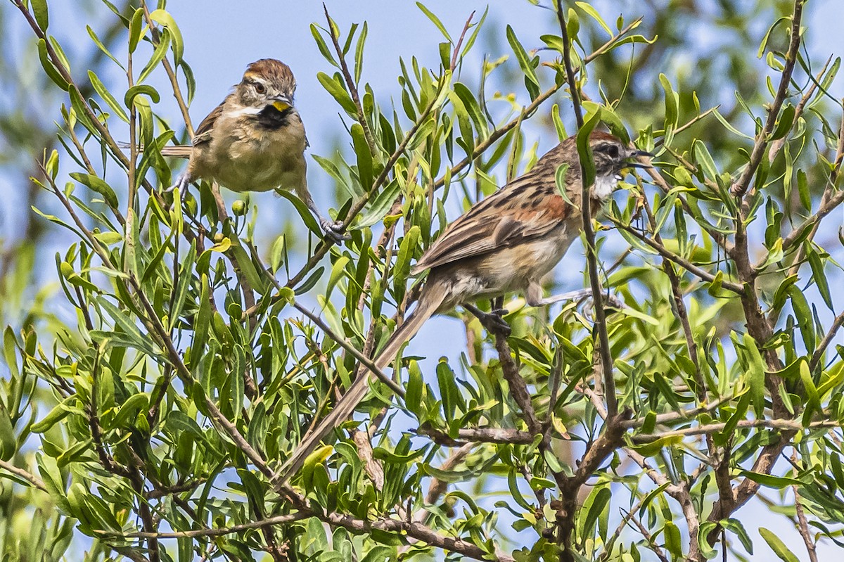 Chotoy Spinetail - ML615225702