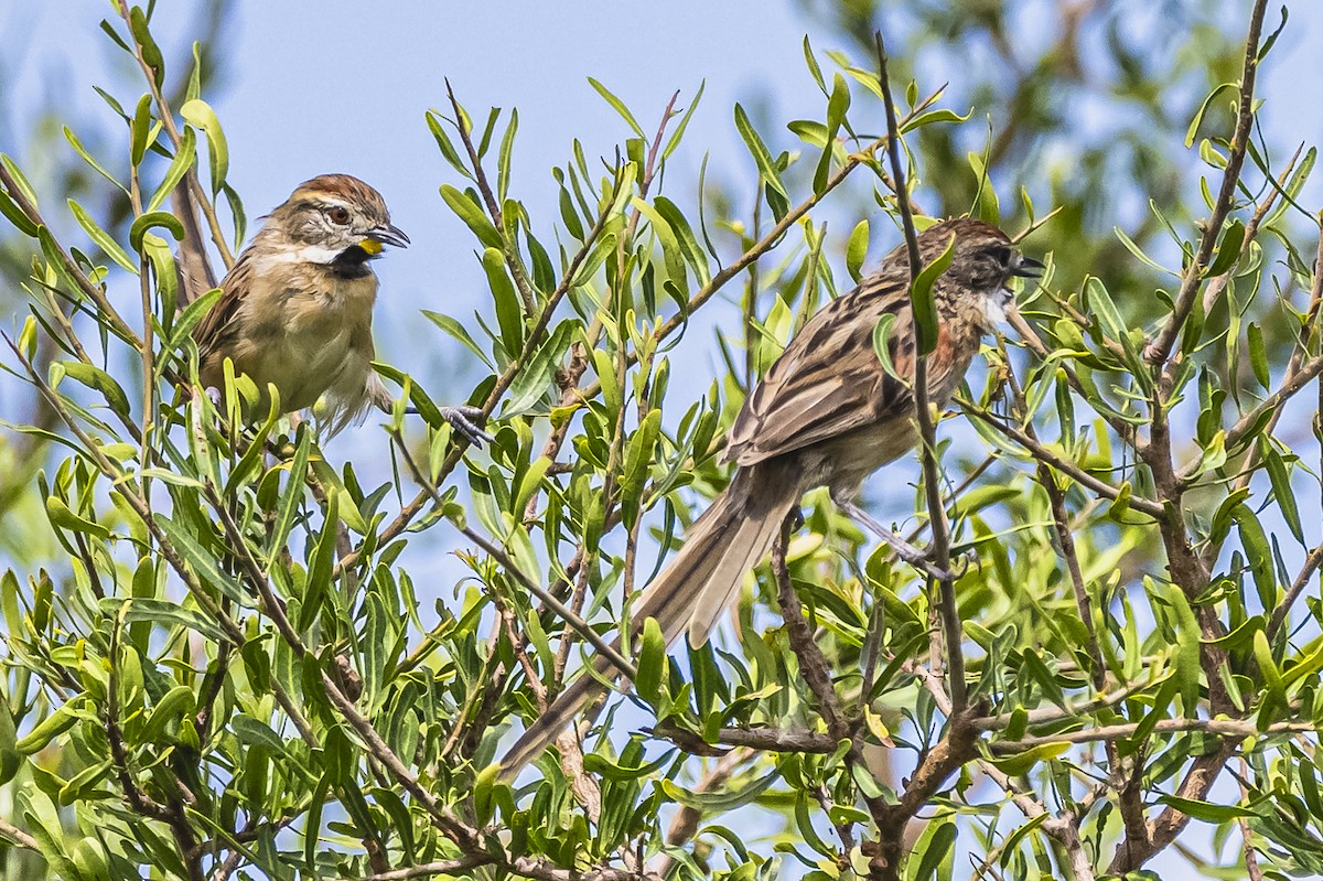 Chotoy Spinetail - ML615225704