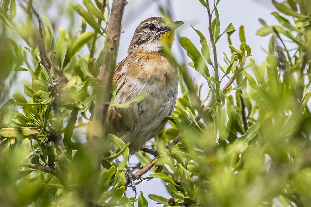 Chotoy Spinetail - ML615225761