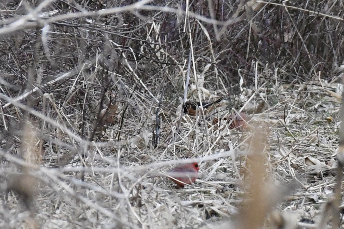 Eastern Towhee - ML615225943