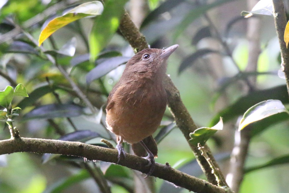 Sepik-Ramu Shrikethrush - Richard Jeffers