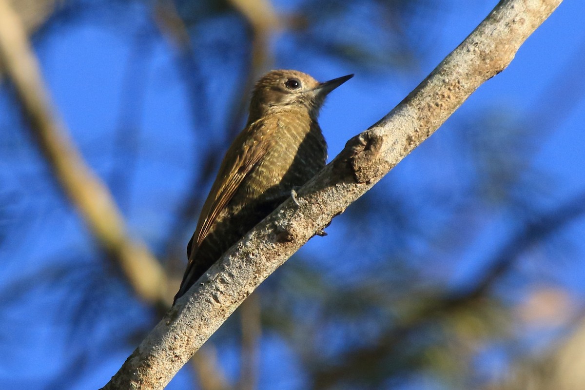 Little Woodpecker - Fabio Olmos