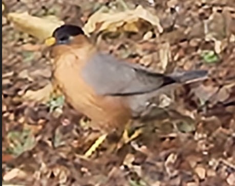 Brahminy Starling - ML615226011