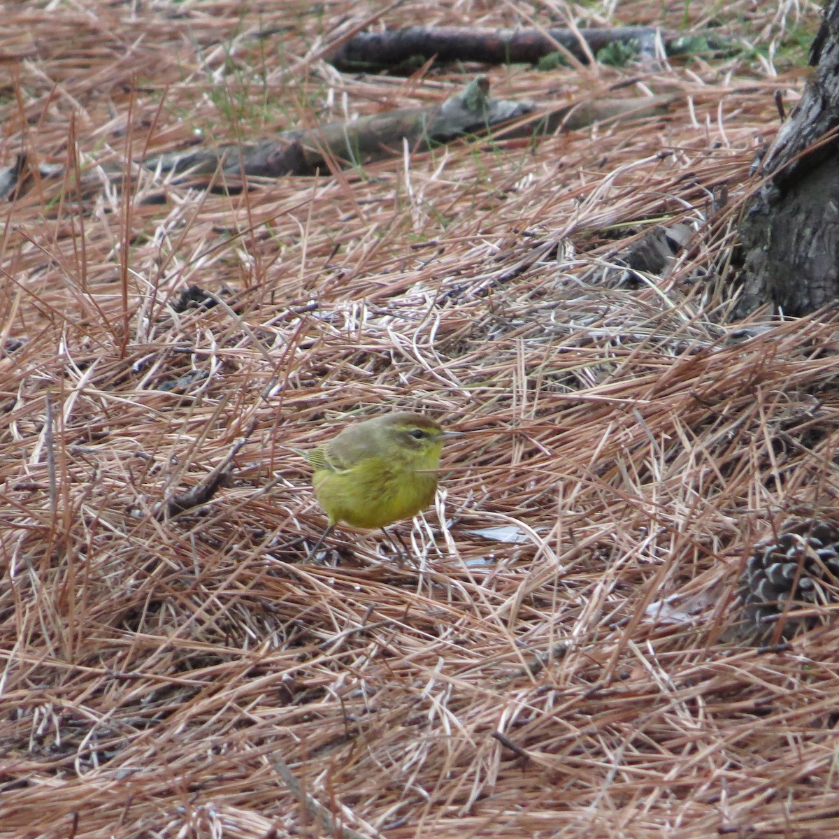 ヤシアメリカムシクイ - ML615226030