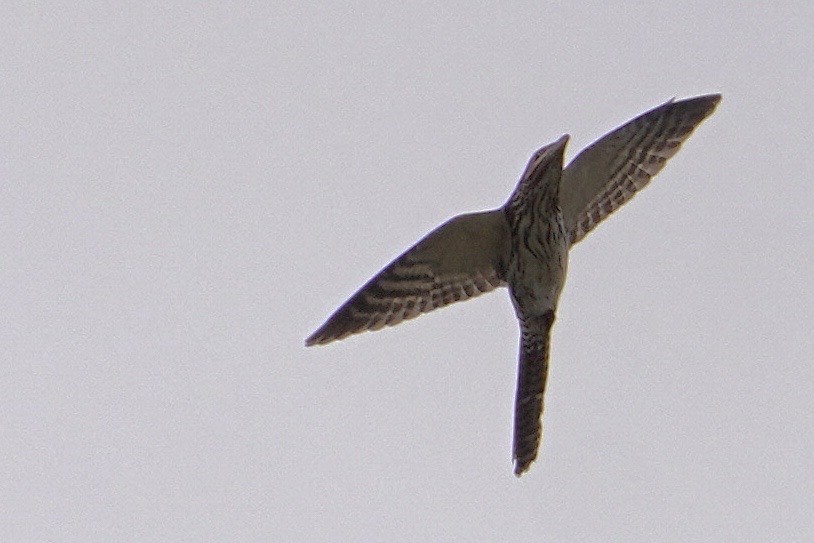 Long-tailed Koel - ML615226117