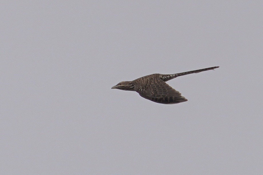 Long-tailed Koel - ML615226118