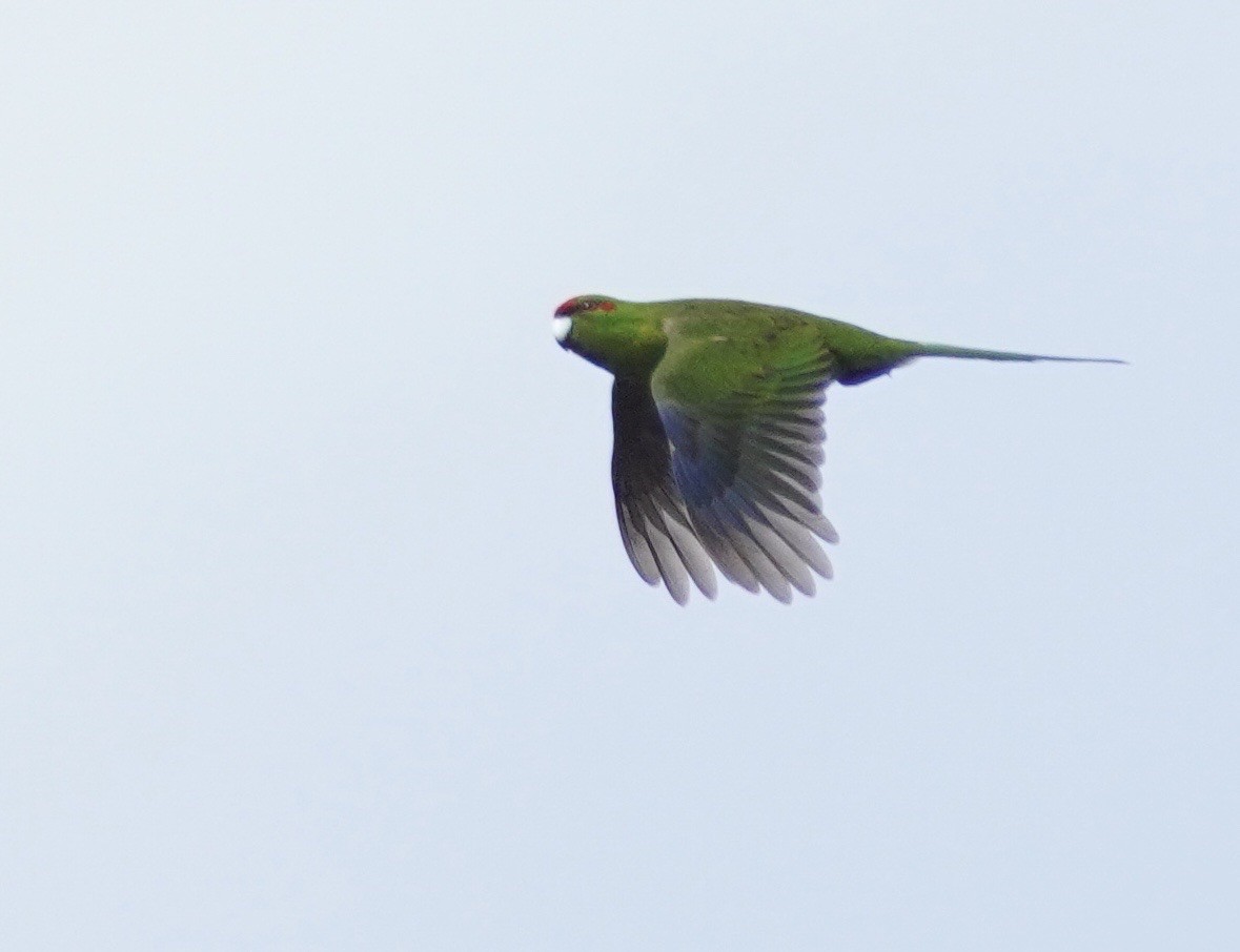 Red-crowned Parakeet - ML615226189