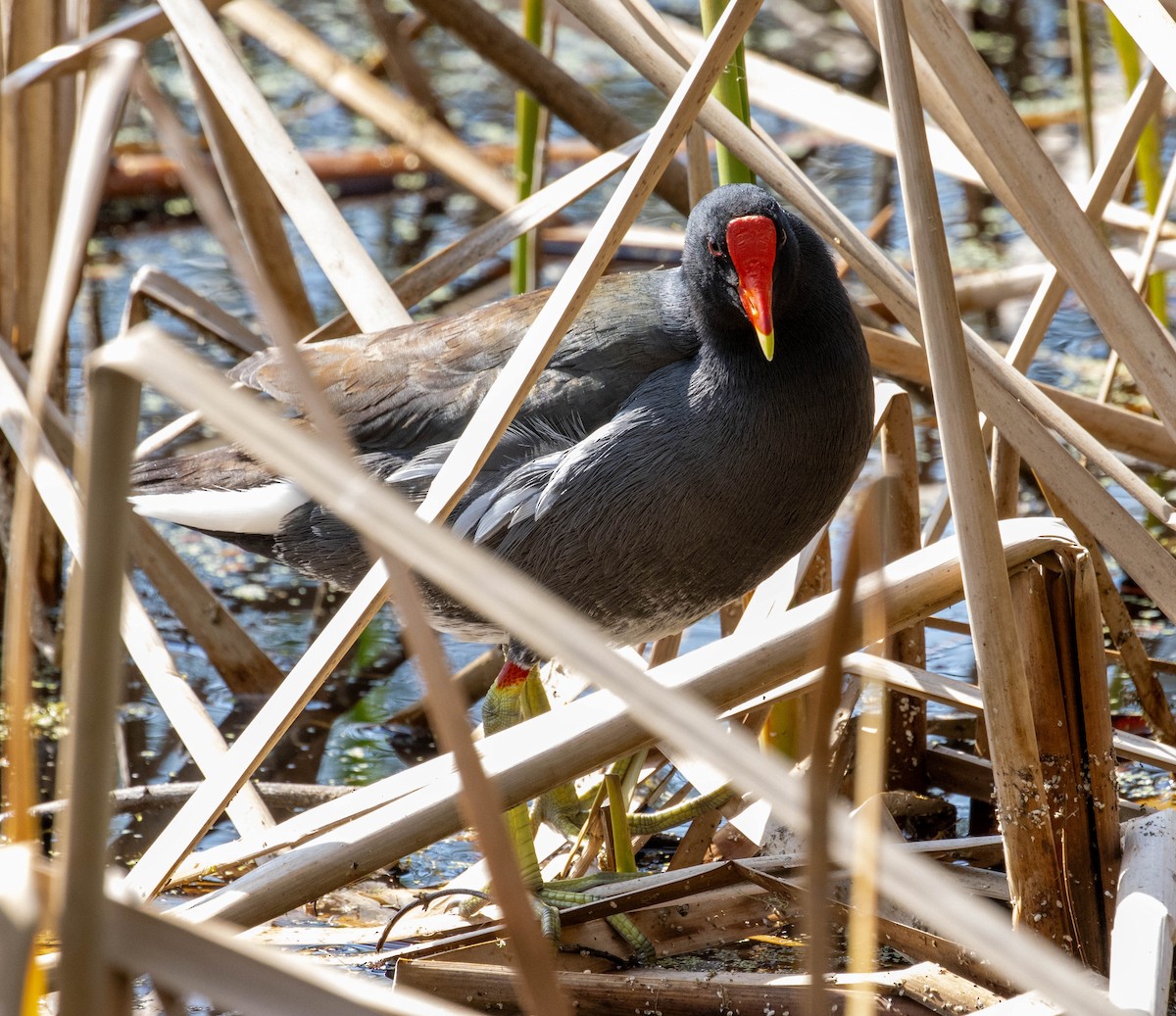 Gallinule d'Amérique - ML615226297