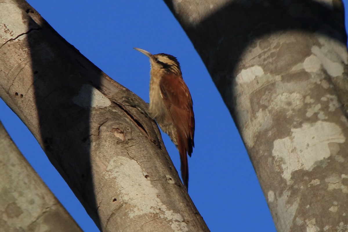 Narrow-billed Woodcreeper - ML61522631