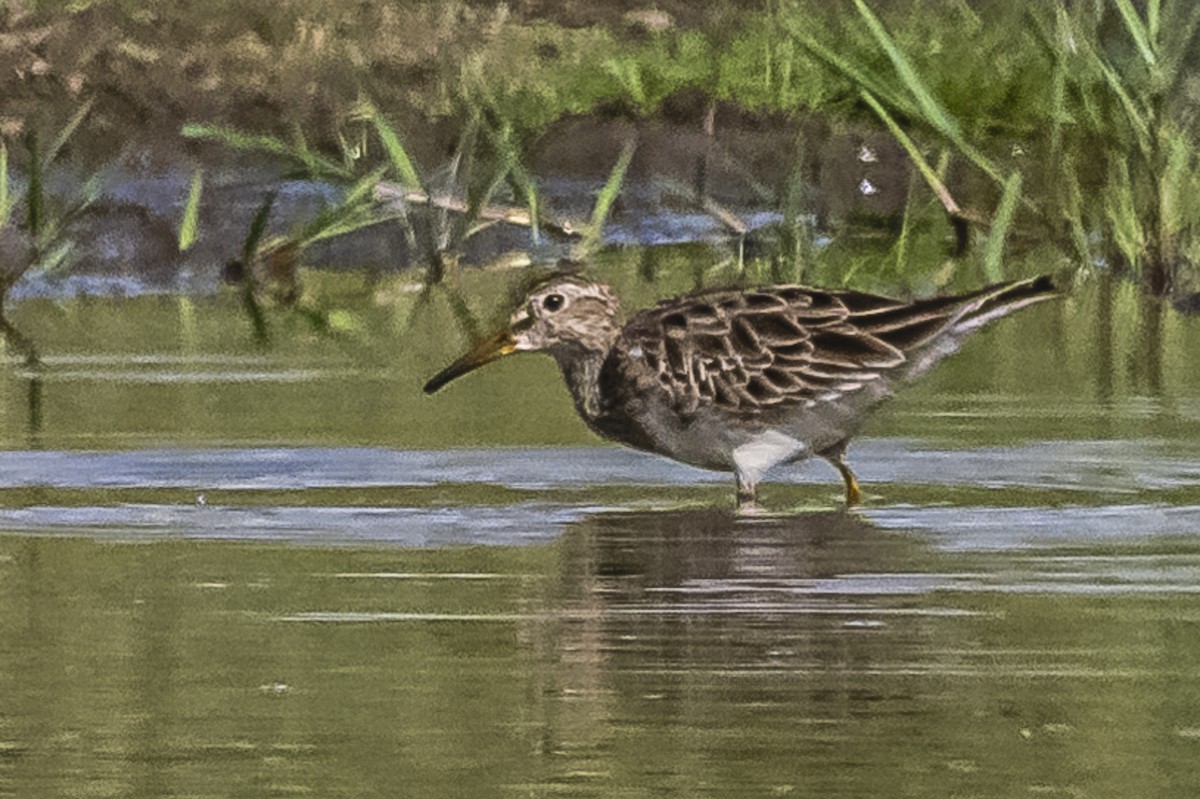 Pectoral Sandpiper - Amed Hernández