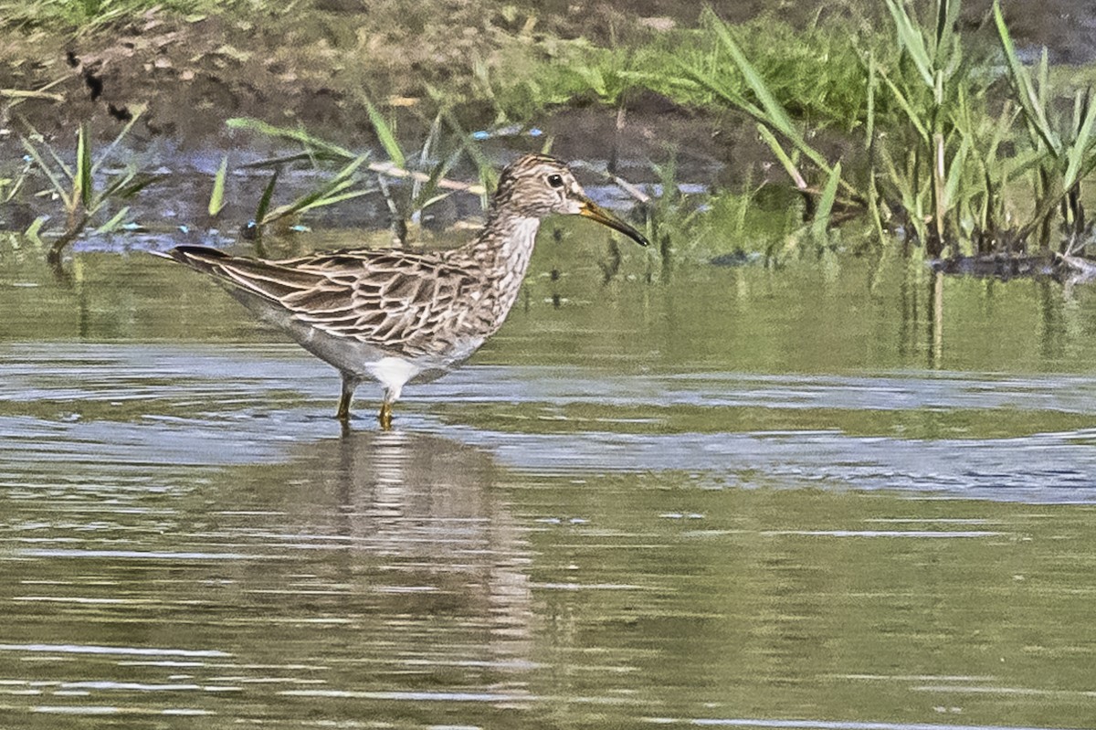 Pectoral Sandpiper - ML615226393