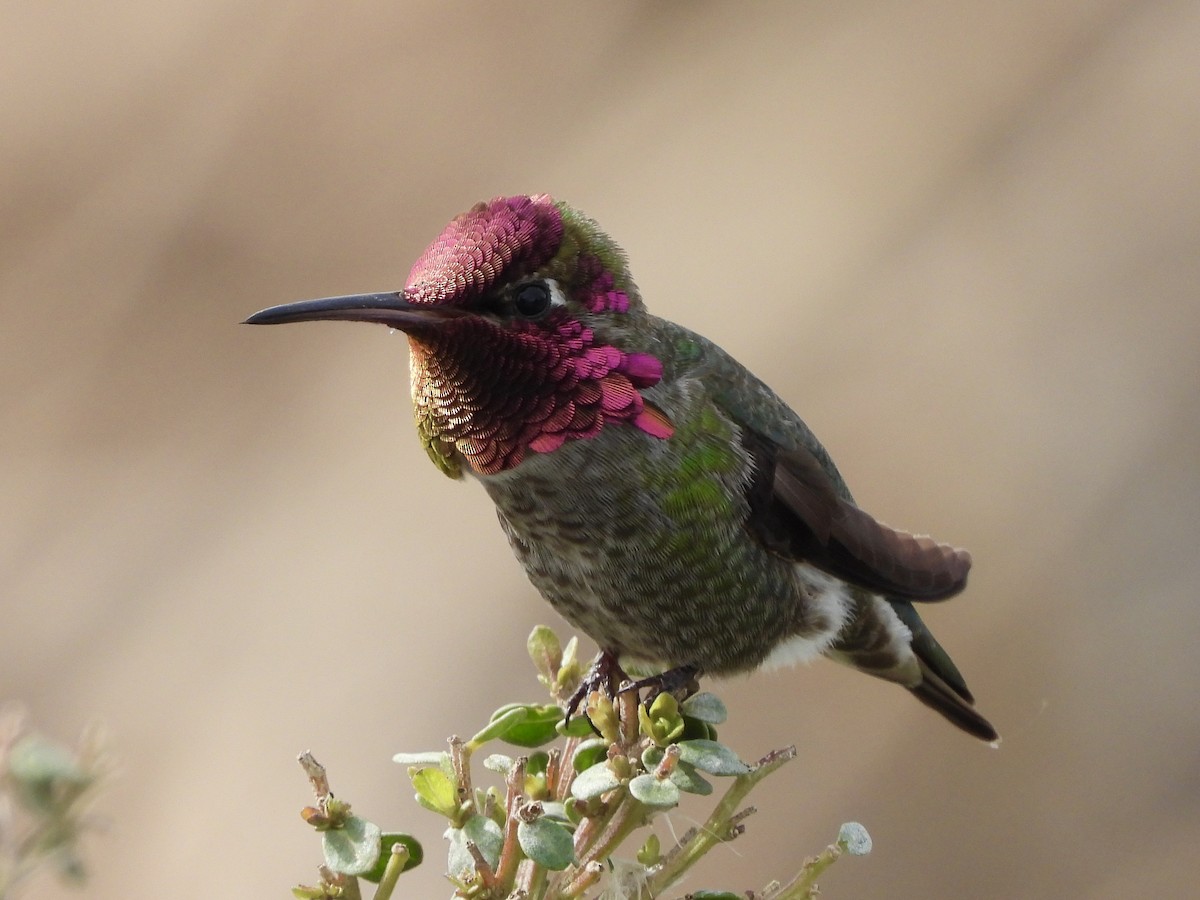 Anna's Hummingbird - MIck Griffin