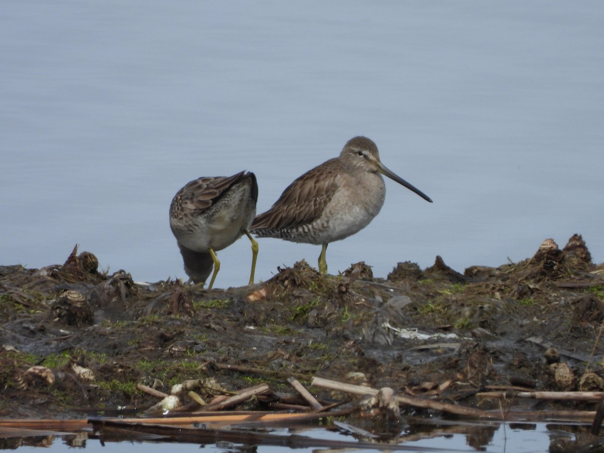 Long-billed Dowitcher - MIck Griffin