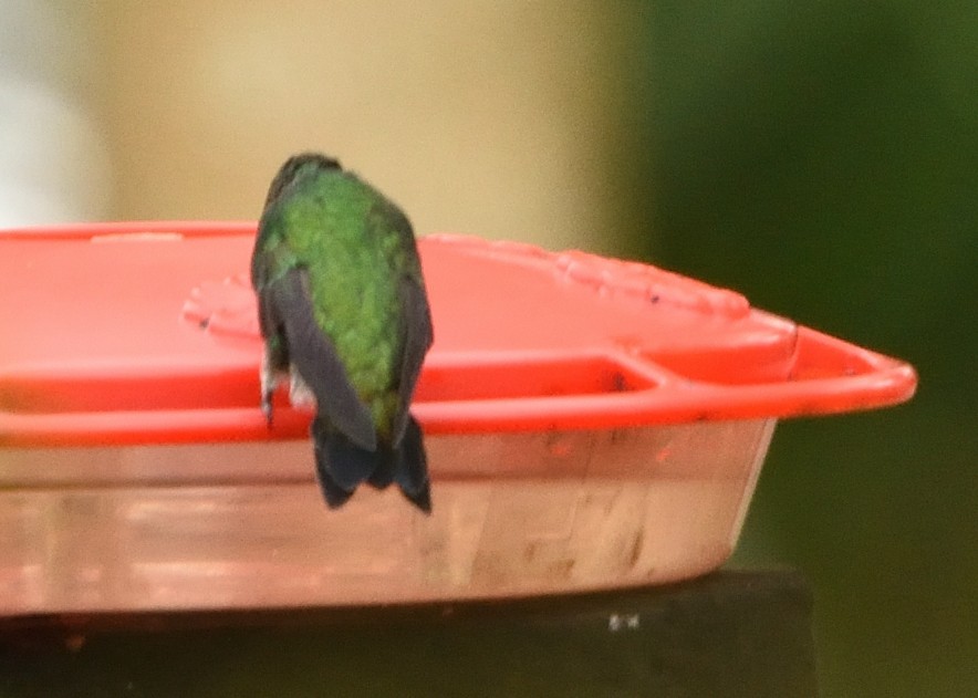 kolibřík nymfový - ML615226516