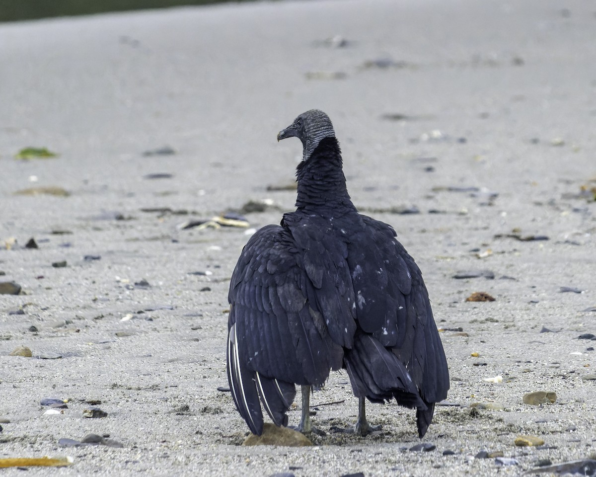 Black Vulture - Blythe Nilson